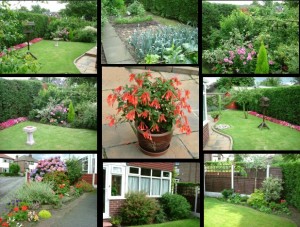 A composite image of our garden