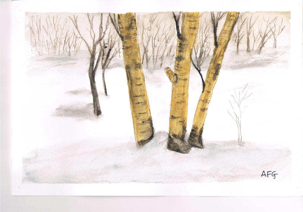 Silver Birch in Winter