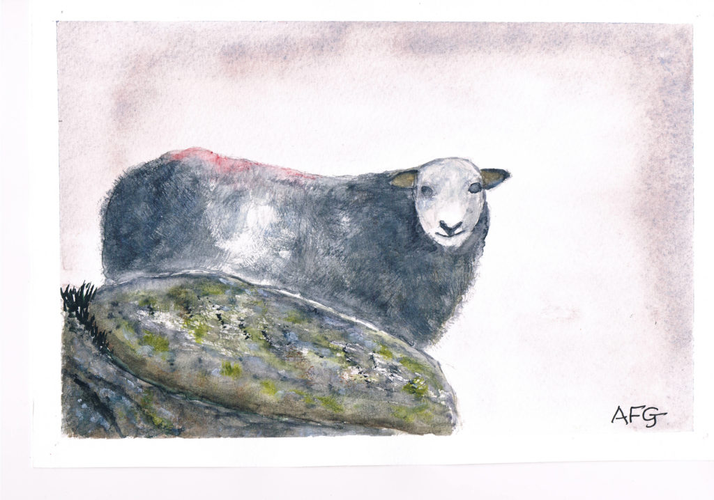 A Curious Sheep